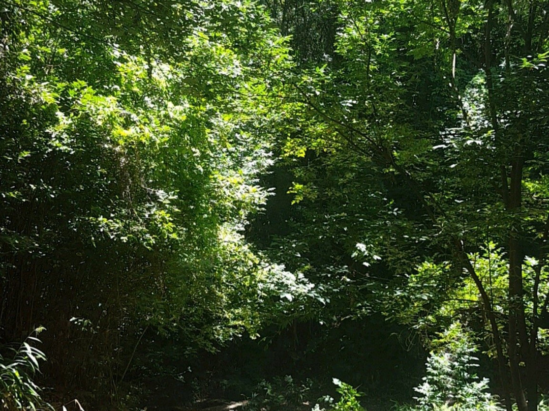 Makawao Forest Reserve-马卡瓦必去景点