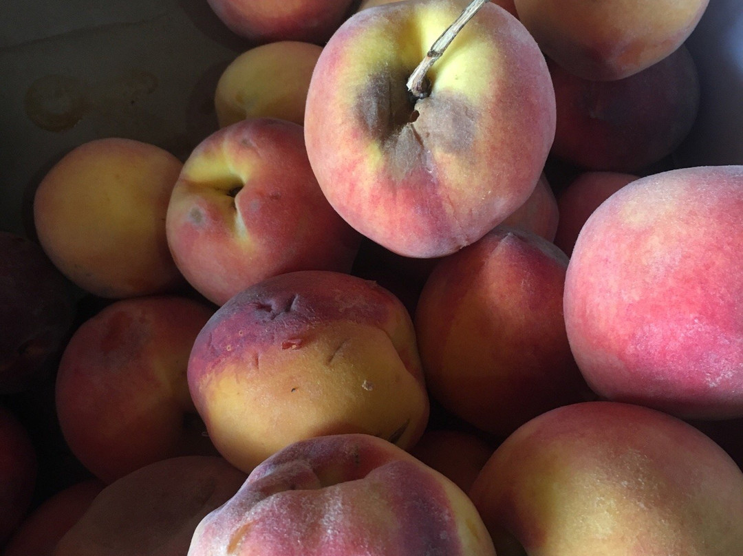 Fulton Farms-Troy必去景点