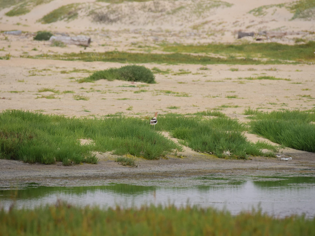 Salinas River National Wildlife Refuge景点图片