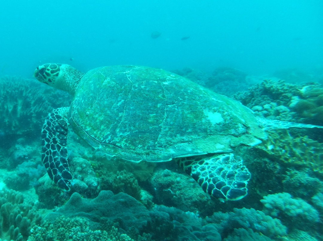 Tropical Diving Kenya景点图片