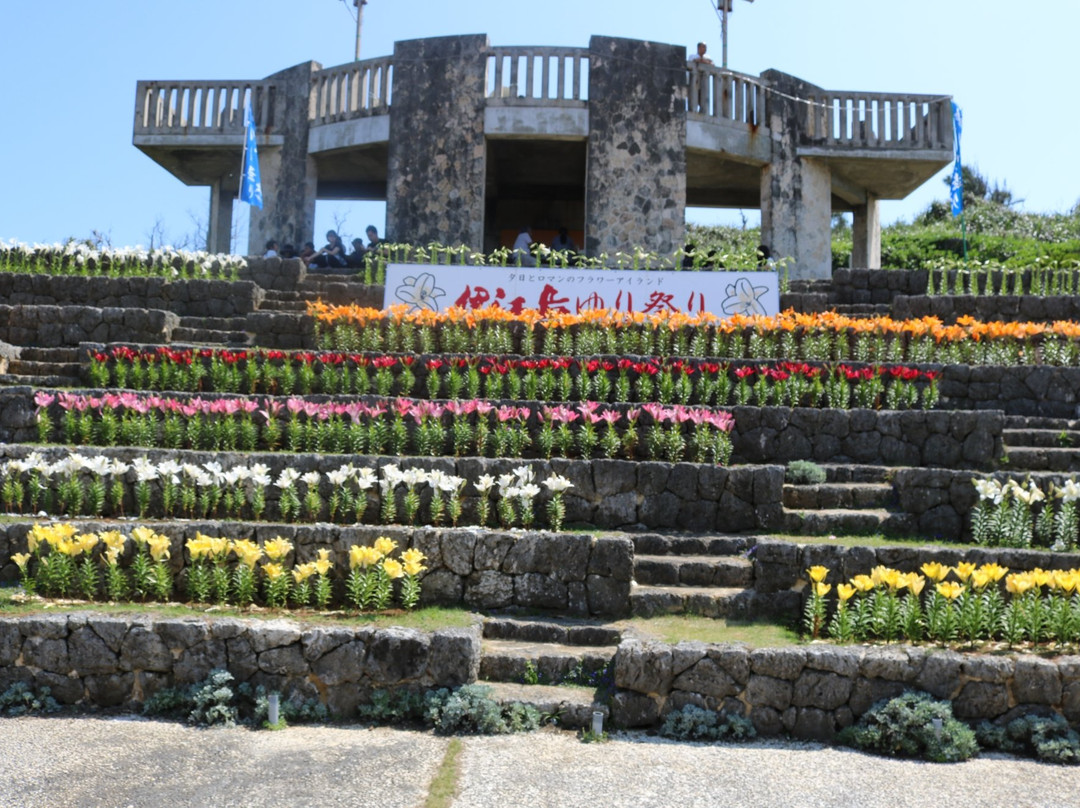 Lily Field Park-伊江村必去景点