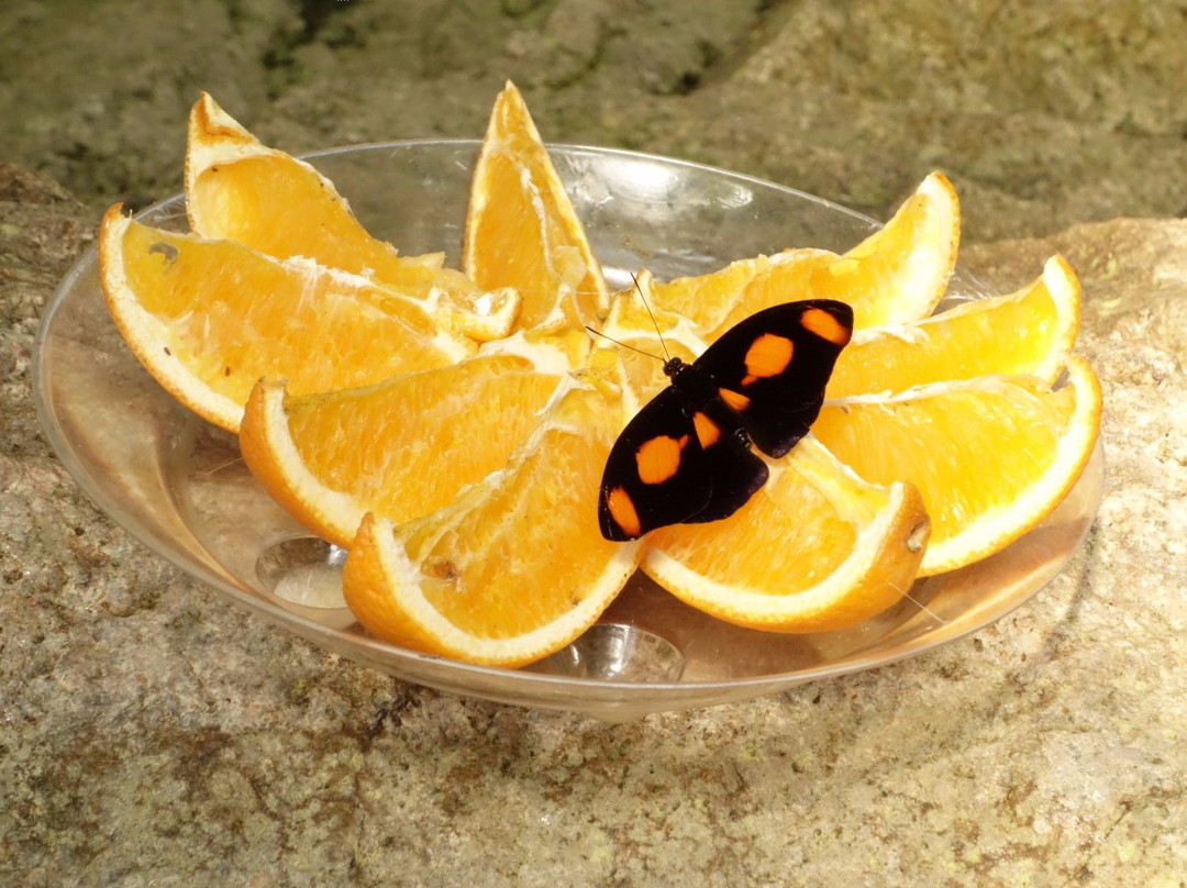 Butterfly World Coombs景点图片