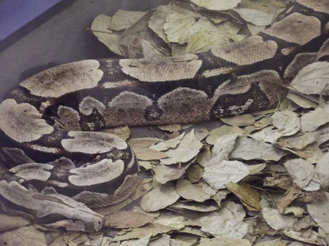 Cruzeiro do Sul旅游景点-Univates University Museum of Natural Science