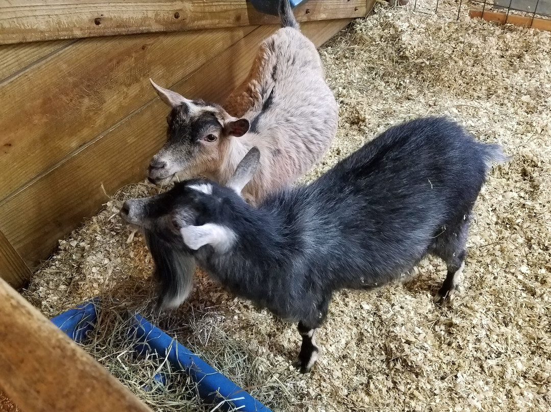 Fox Chase Farm景点图片