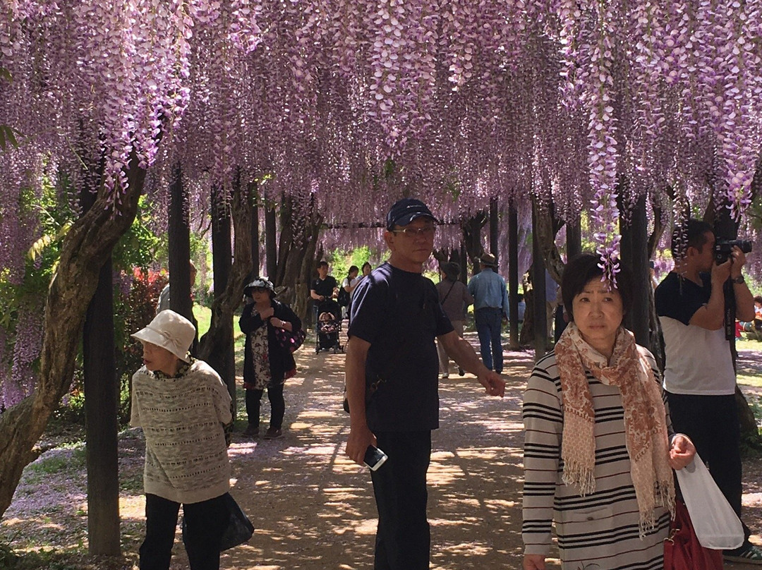 Shirai Omachi Fuji Park-朝来市必去景点
