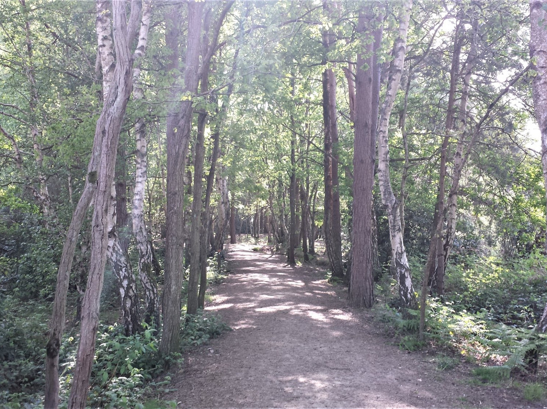 Lightwater Country Park景点图片