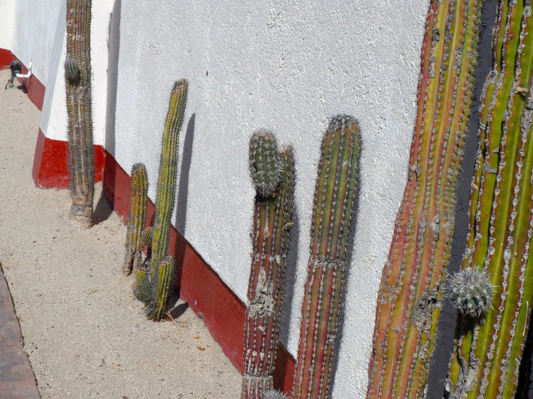 Mercado Municipal Cabo San Lucas-卡波圣卢卡斯必去景点