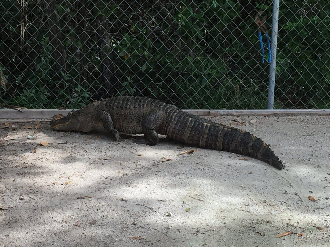 Everglades City Boardwalk-大沼泽地必去景点