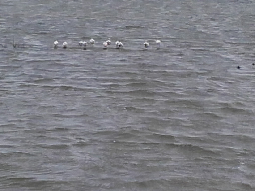 Riserva Naturale Saline di Priolo-Priolo Gargallo必去景点