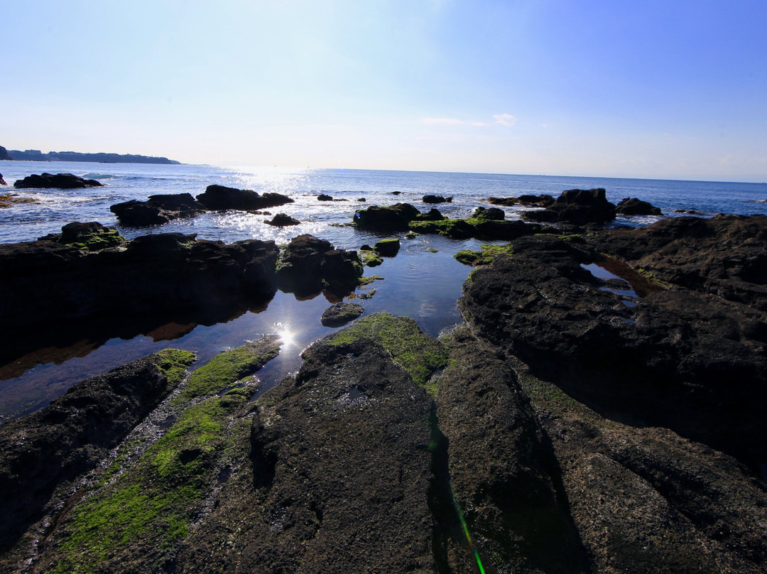 Kurosakinohana-三浦市必去景点