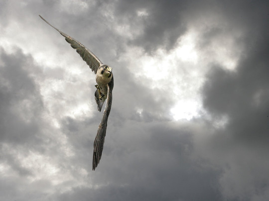 Hawkwise Falconry-Swepstone必去景点