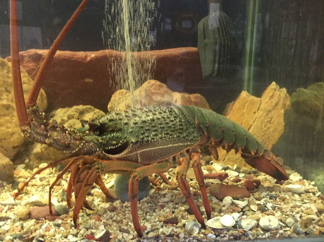Sapphire Coast Marine Discovery Centre-伊登港必去景点