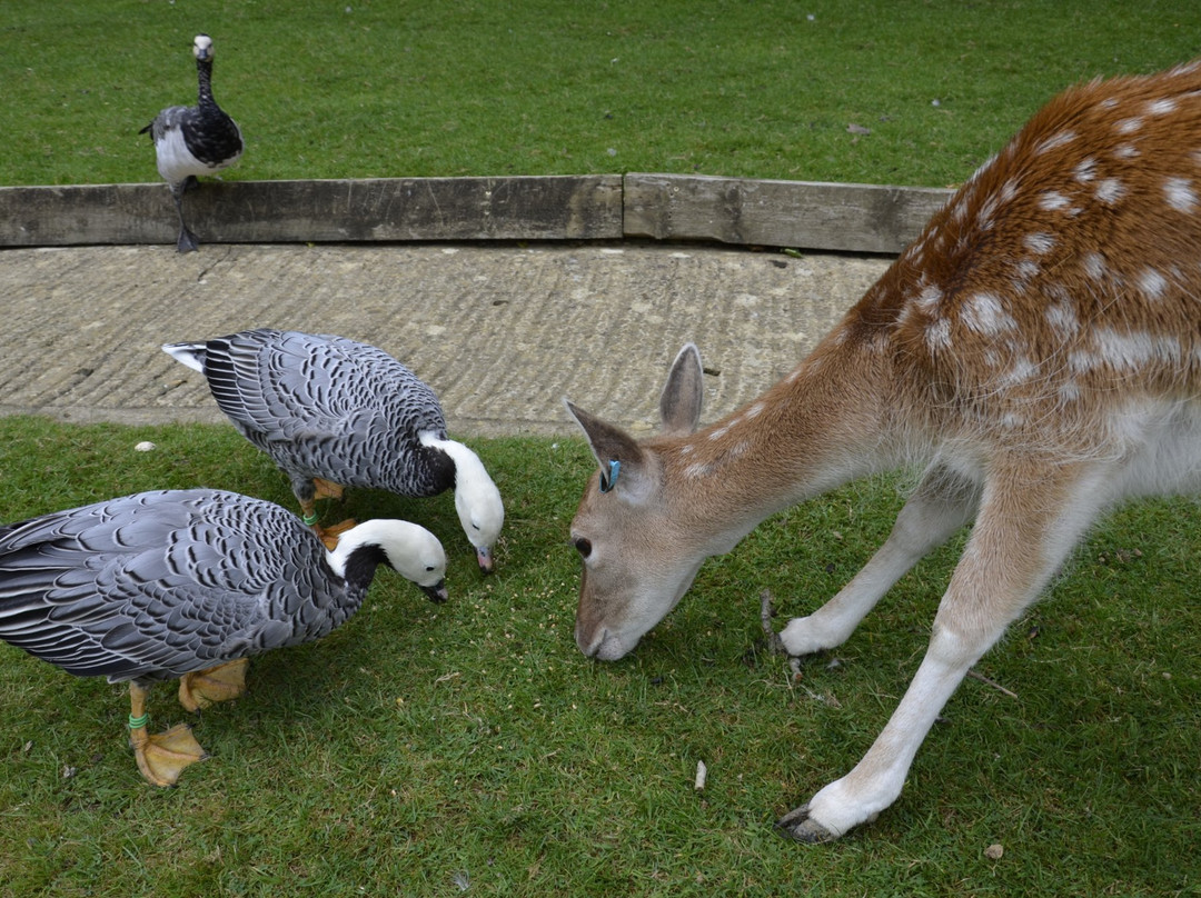 Prinknash Bird And Deer Park
