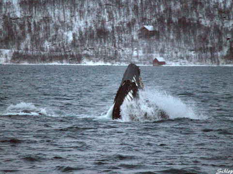 Northern Sea Adventure-特罗姆瑟必去景点