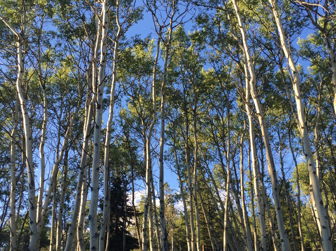 Hidden Trails Adentures-科克伦必去景点