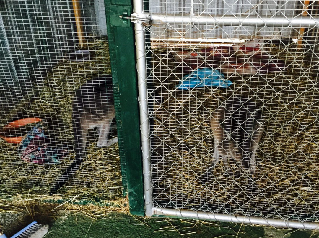 Cowboy Up Trail Rides-彭伯顿必去景点