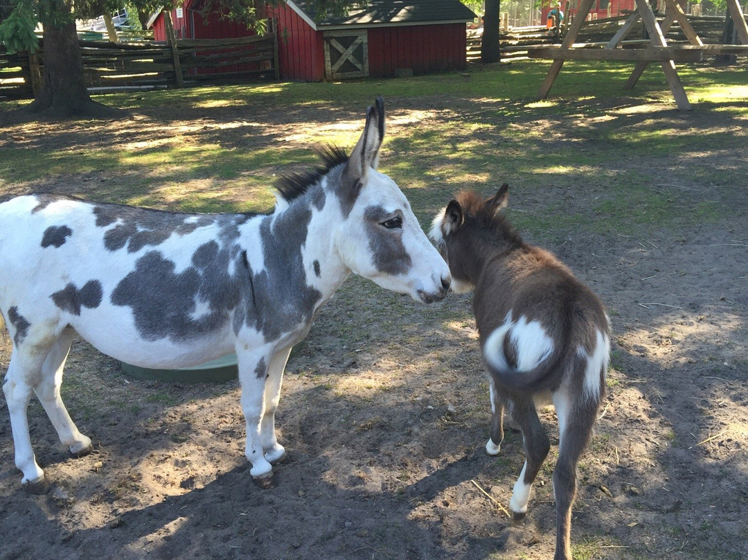 Far Enough Farm-多伦多必去景点
