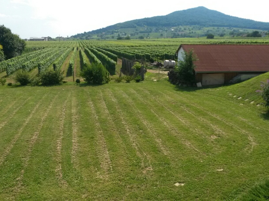Tiffan's Winery and Pension主图