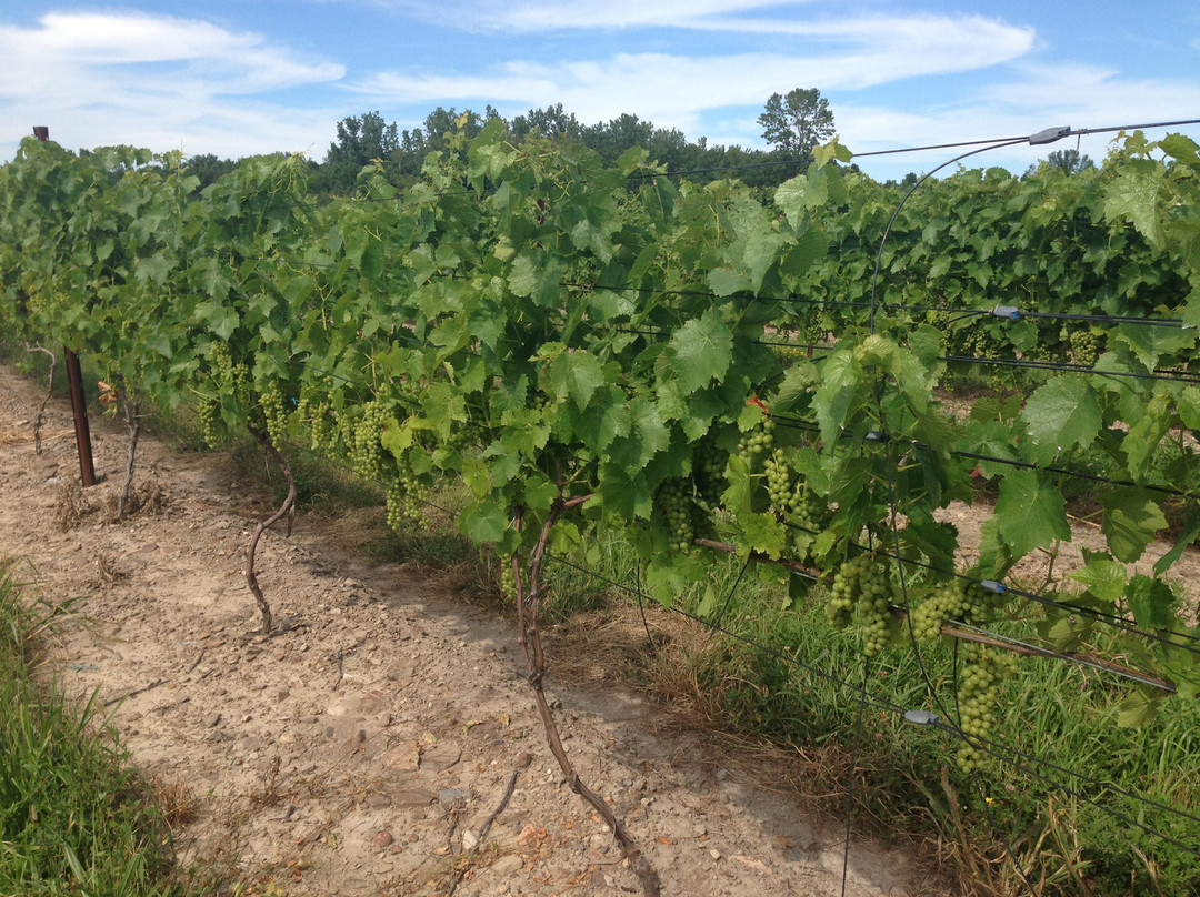 Midnight Run Wine Cellars-Ransomville必去景点