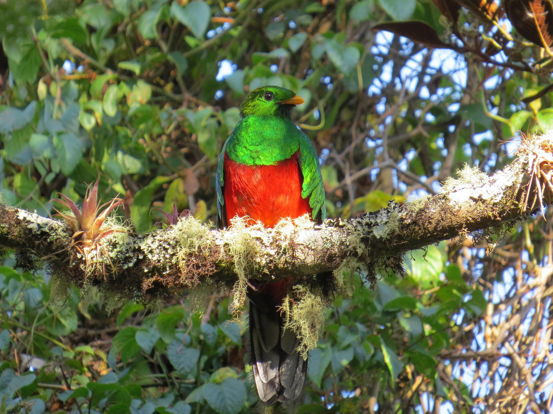 Quetzal Birdwatch景点图片