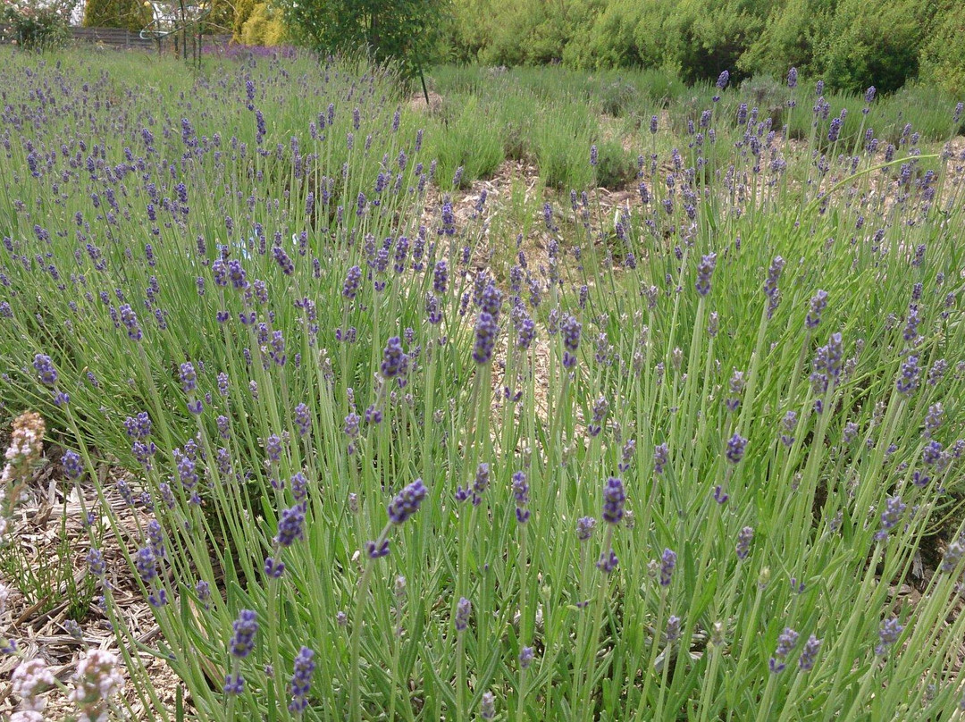 Kozan Lavender no Oka Kurose Farm景点图片