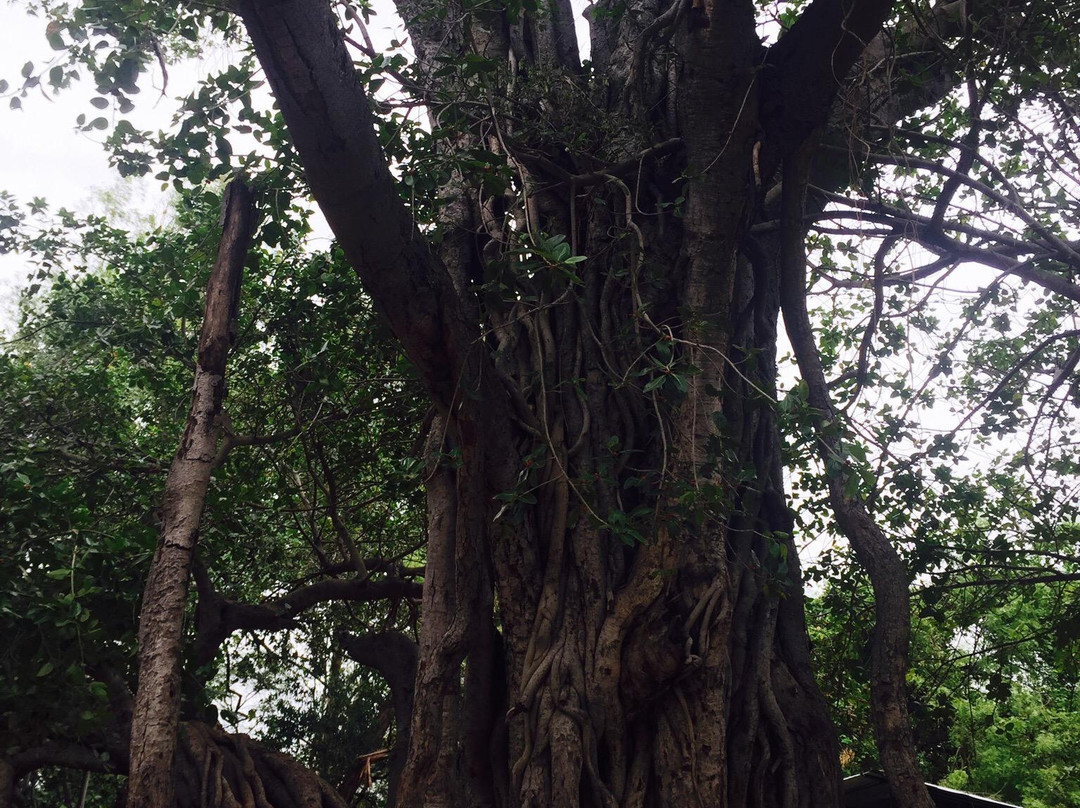 Pillamarri Banyan Tree景点图片