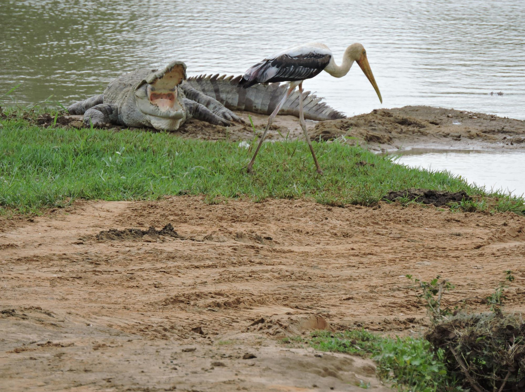 Walawe Safari - Day Tours景点图片