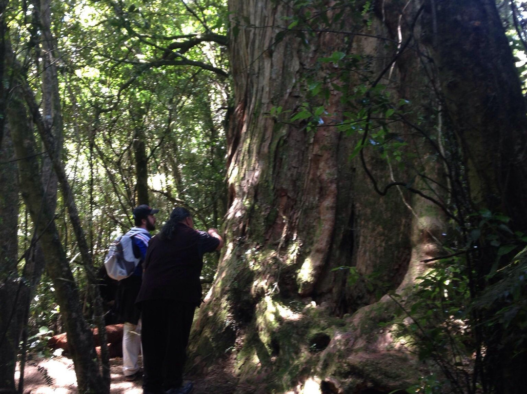 Awhina Wilderness Experience Tours景点图片