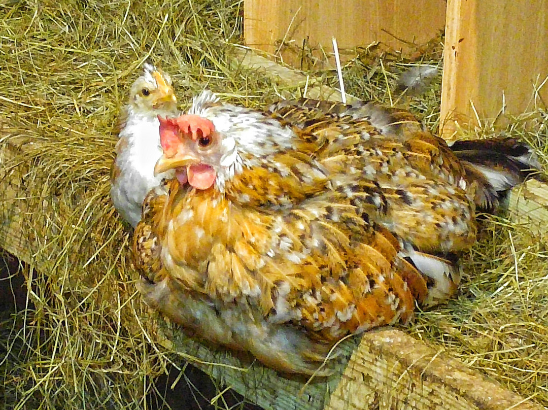 Thykkvabaer酒店住宿-Skalatjorn Guesthouse