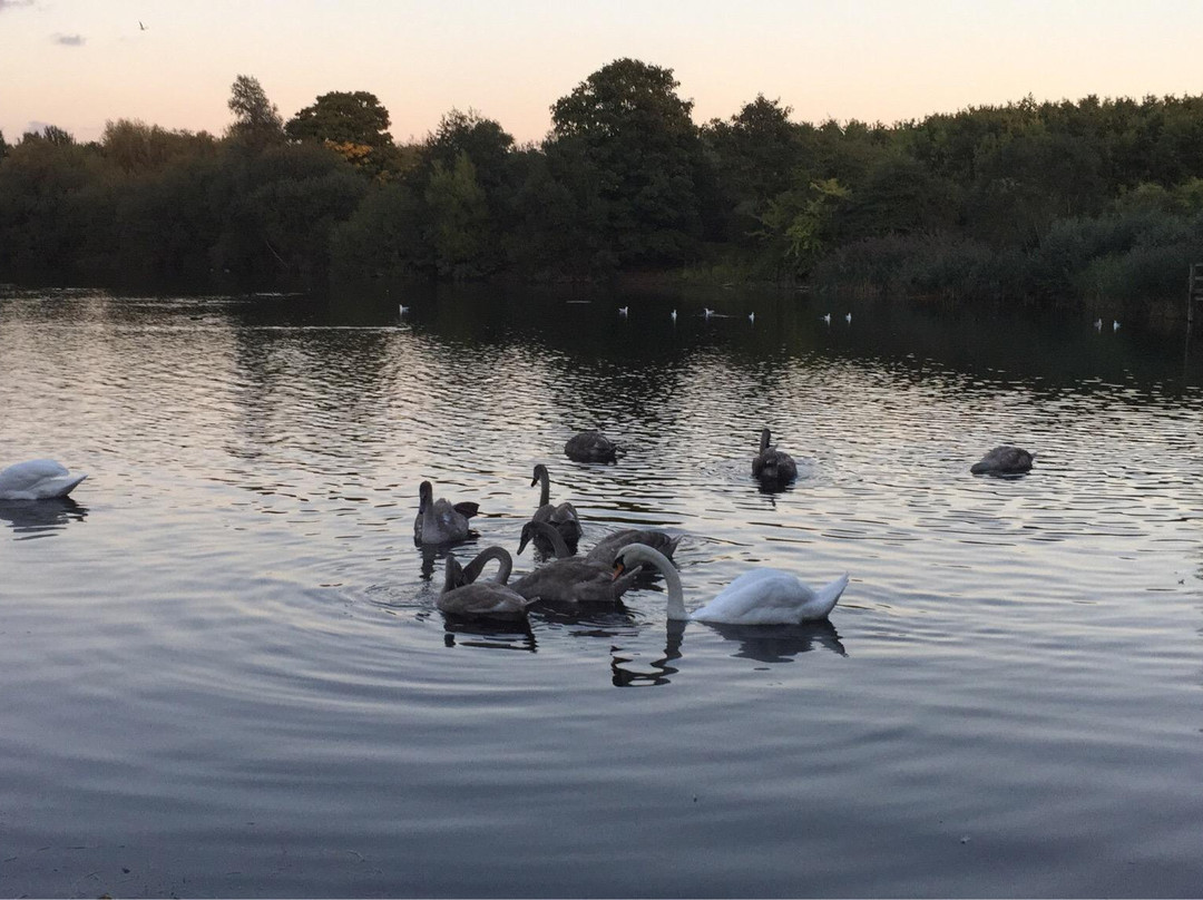 Bedfont Lakes Country Park景点图片