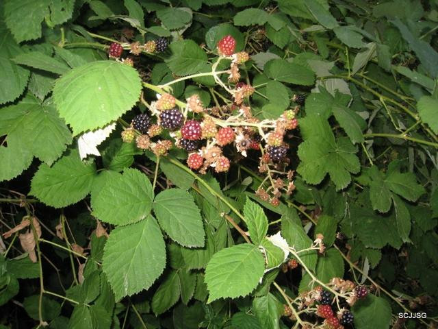 Old Mill Site Park-穆迪港必去景点