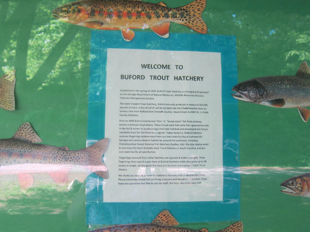 Buford Trout Hatchery-卡明必去景点