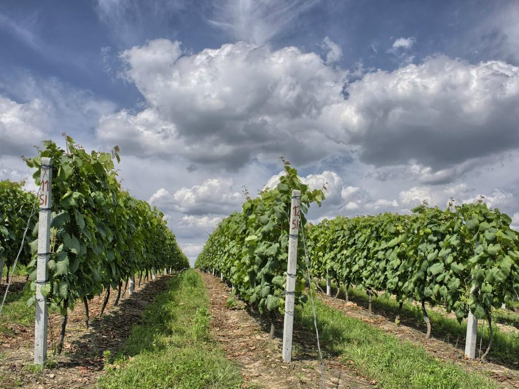 Plochocki Winery景点图片