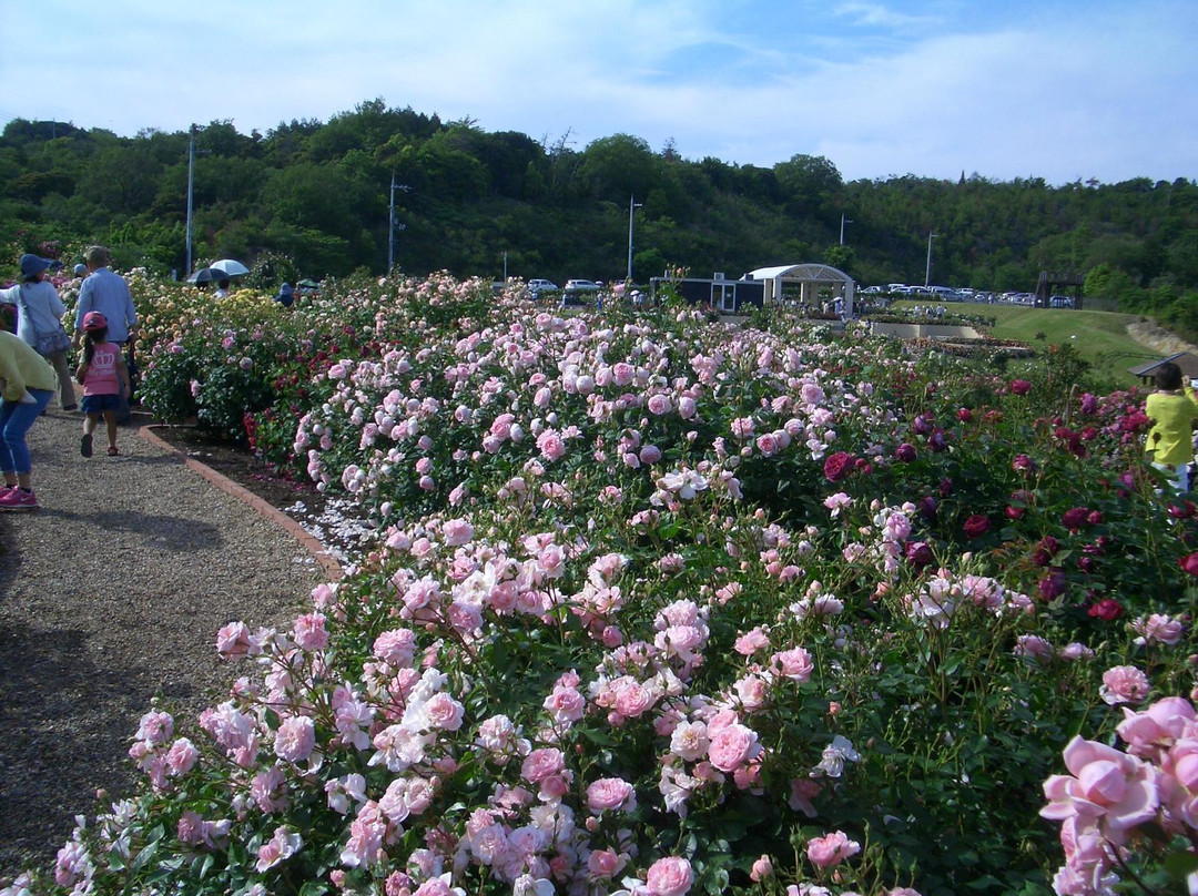 Hanasaki Farm / David Austin Roses-泉南市必去景点