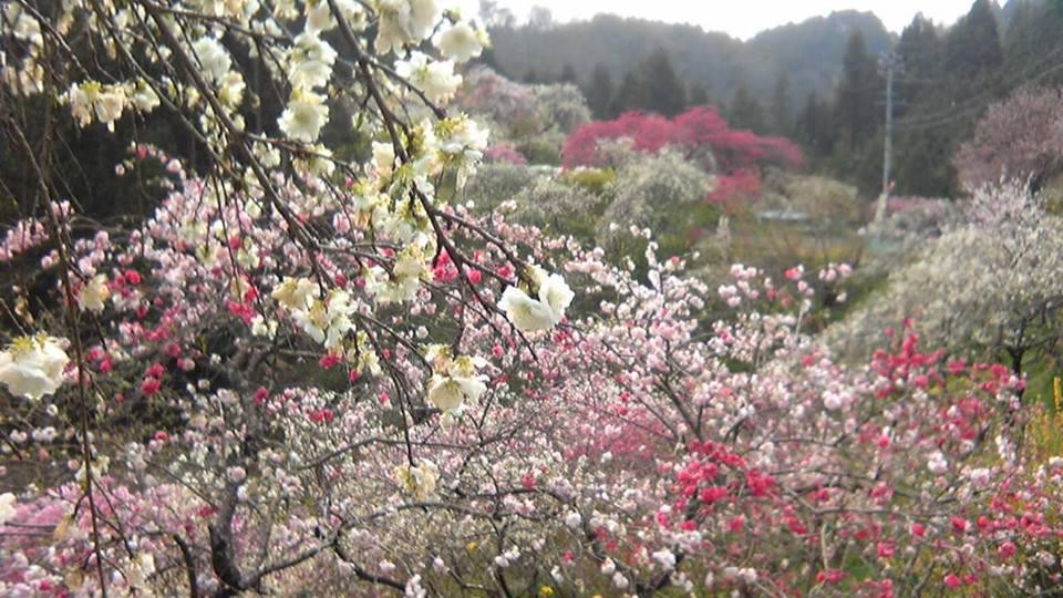 Kaminakano Shidaremomo-丰田市必去景点