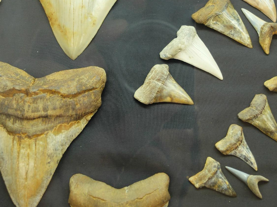 Buena Vista Museum of Natural History-贝克斯菲尔德必去景点