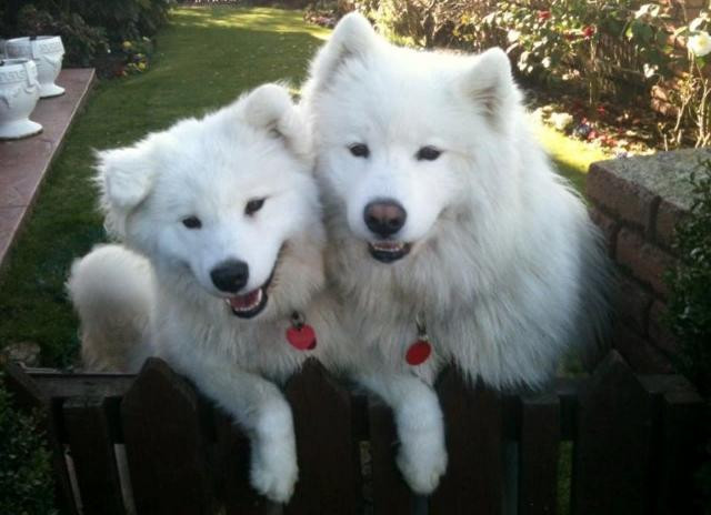 Lavender Towers主图