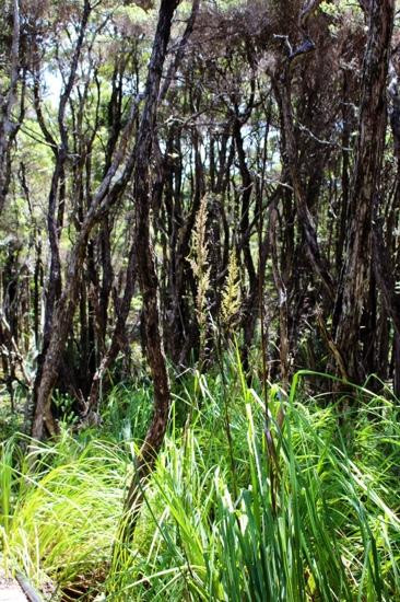 Blue Tier Forest Reserve景点图片