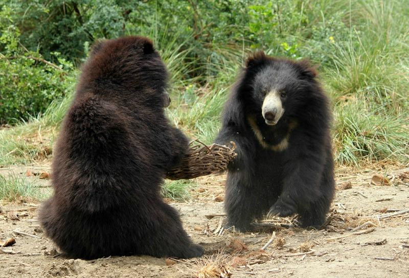 Wildlife Sos景点图片