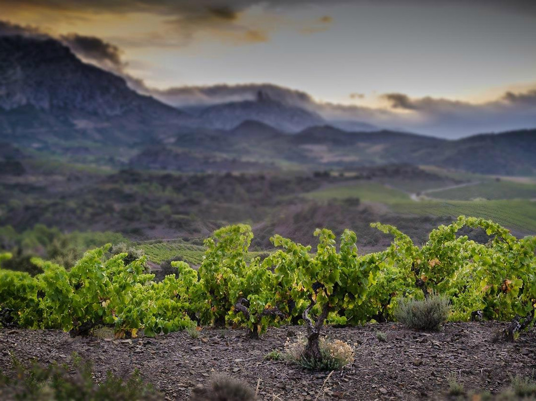 Cave Les Vignerons de Maury-Maury必去景点