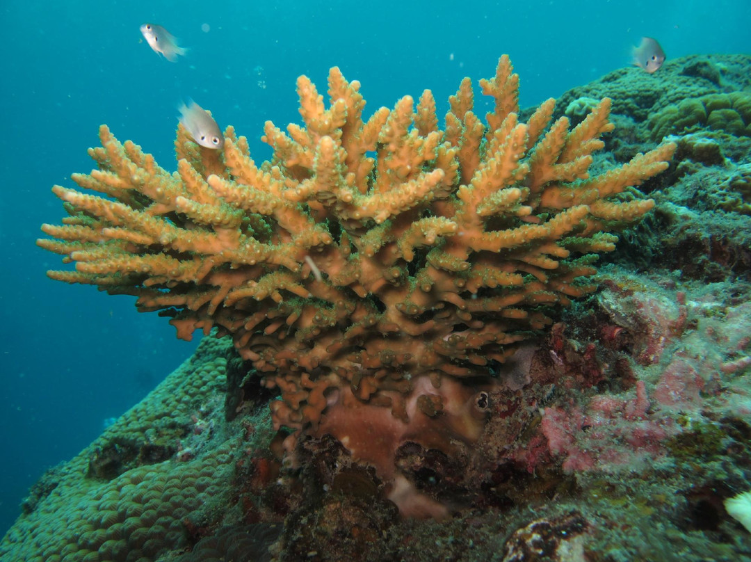 探索潜水中心-波普特必去景点