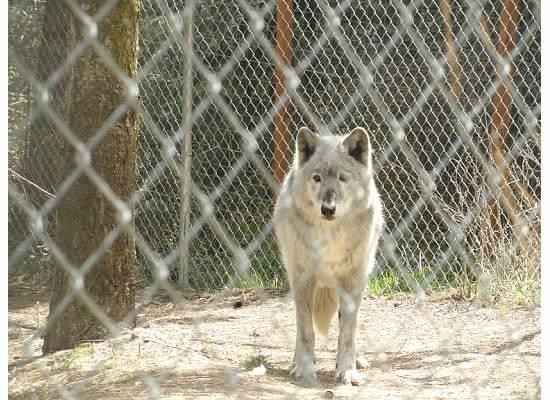 Wolf People-Cocolalla必去景点