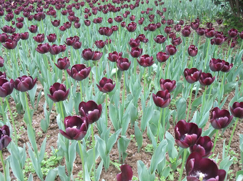 西安植物园-西安市必去景点
