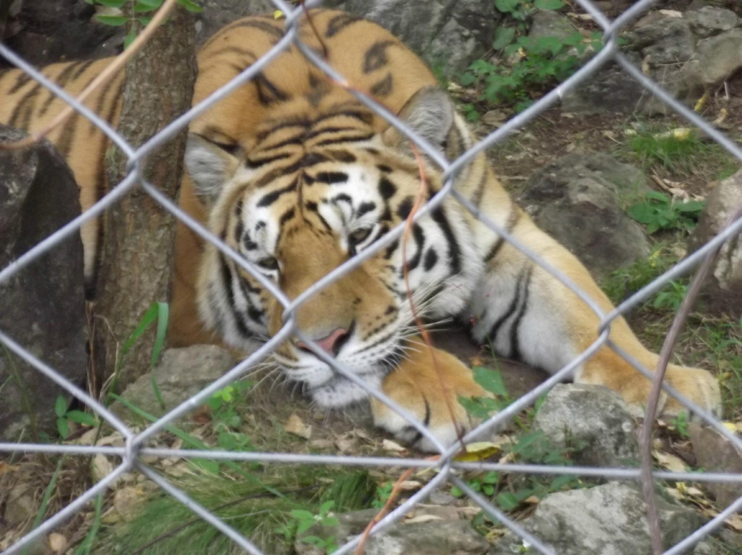 Zoo de la Ciudad de Salto景点图片