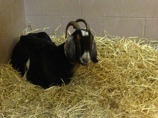 Lollypop Farm, Humane Society of Greater Rochester-Fairport必去景点