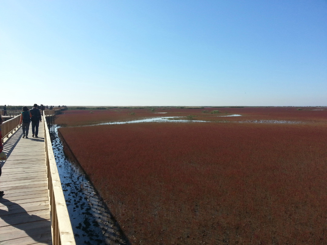 红海滩风景区-大洼县必去景点