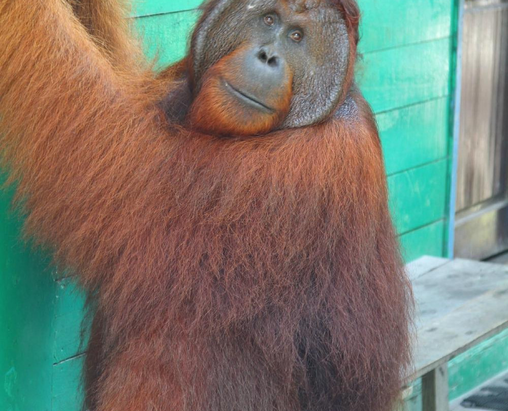 Wild Orangutan Tours - Day Tours-Pangkalan Bun必去景点