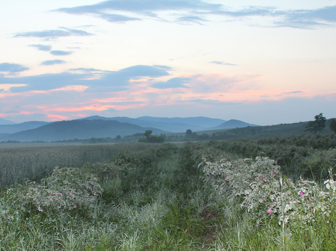 Little Rose Fields-Panicherevo必去景点