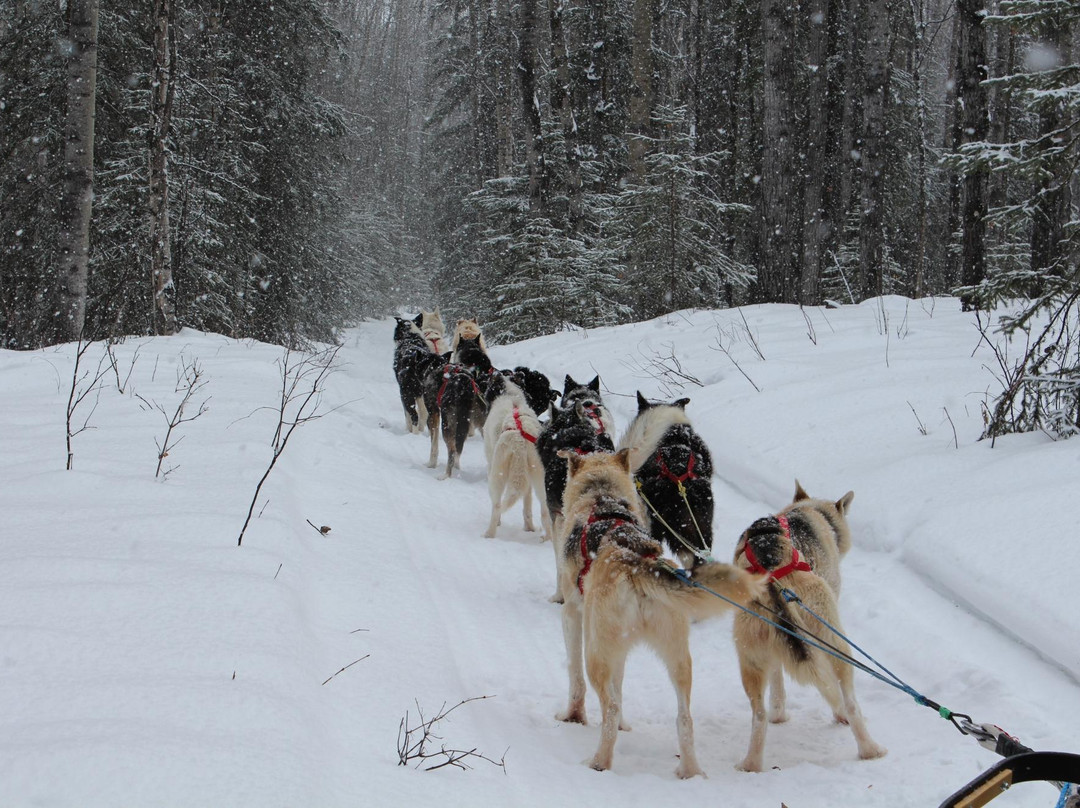 Muzzy's Place Dogsled Adventure -  Day Tours-费尔班克斯必去景点