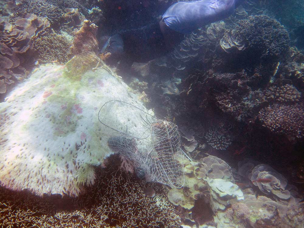 Mafia Marine National Park-马菲亚岛必去景点